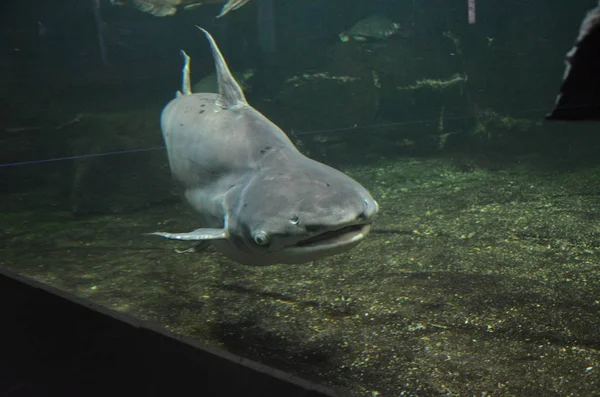Shark Aquarium Berlin Germany — ストック写真