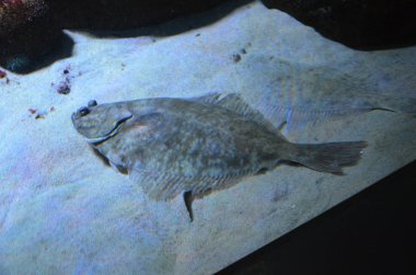 Akvaryumdaki tropikal balıklar