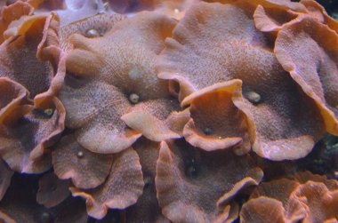 Mercan akvaryum, Almanya Berlin