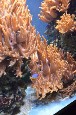 Mercan akvaryum, Almanya Berlin