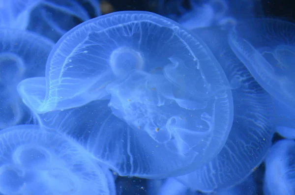 Fechar Belas Medusas Nadando Mar Azul Profundo — Fotografia de Stock