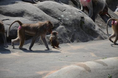 Vahşi Hamadryas babunu, Frankfurt hayvanat bahçesi (Almanya)