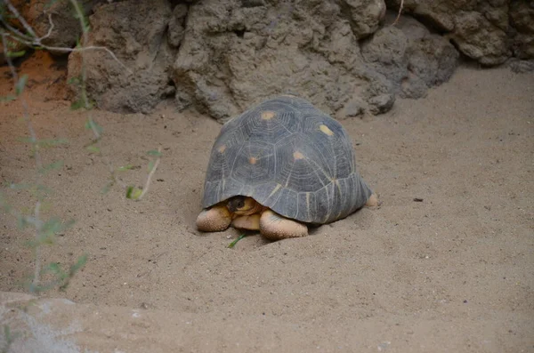 Kara Kaplumbağası Kum Yürüyor — Stok fotoğraf