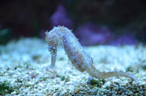 Tiny Horsefish Hangs Water Tropical Sea — Stock Photo, Image
