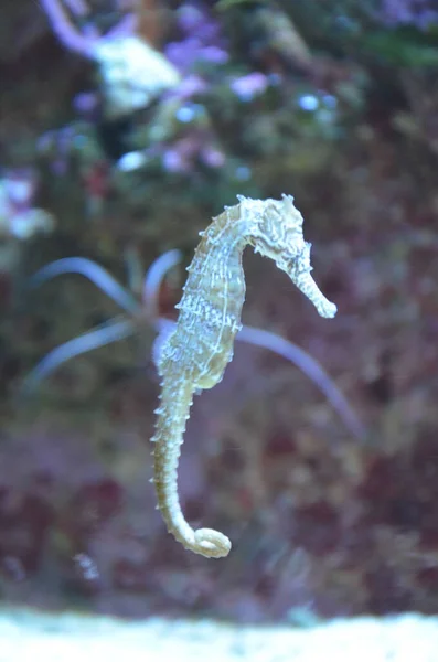 Tiny Horsefish Hangs Water Tropical Sea — Stock Photo, Image