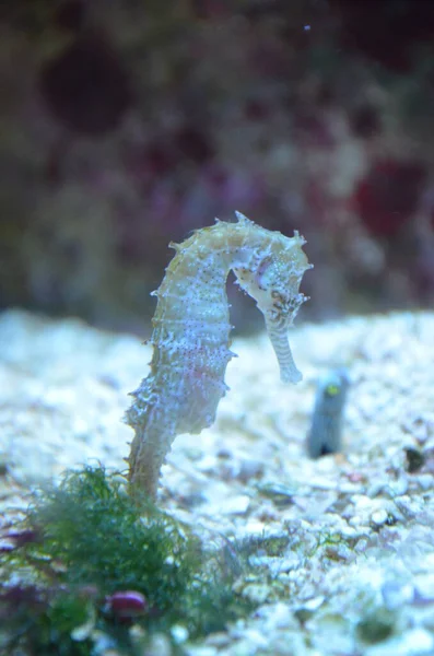 Tiny Horsefish Hangs Water Tropical Sea — Stock Photo, Image