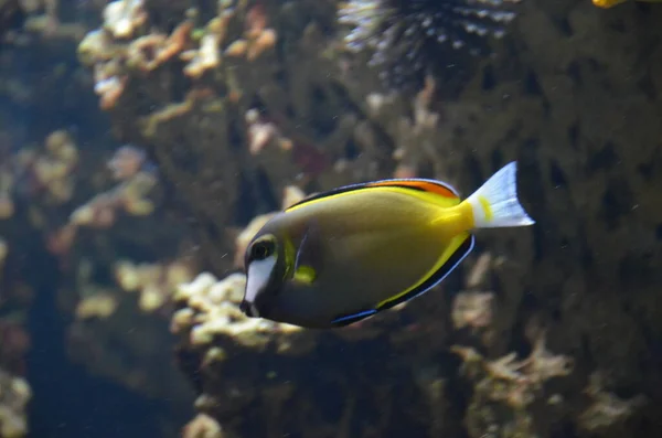 Pesci Tropicali Acquario Francoforte Sul Meno Germania — Foto Stock