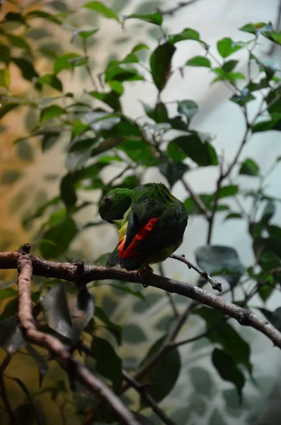 Green Colorful Bird Vernal Hanging Parrot — Stock Photo, Image