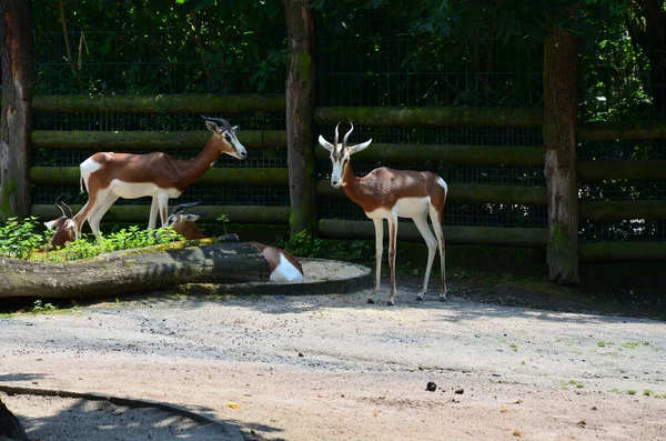 Gacela Dama Nanger Dama Zoológico — Foto de Stock