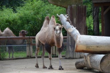 Hayvanat bahçesinde güneş ışığı altında ağılda duran iki hörgüçlü devenin yan görünüşü