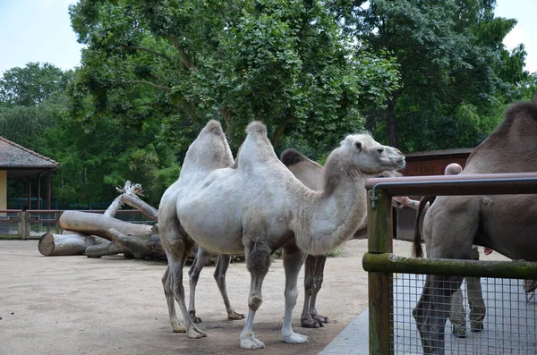 動物園の太陽の下でサンゴの中に立っている二つの抱擁ラクダの側面図 — ストック写真