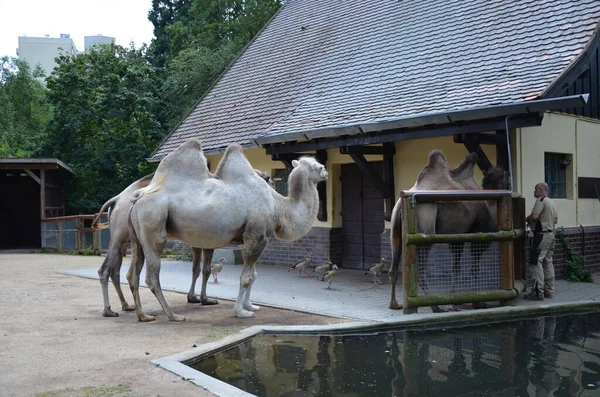 動物園の太陽の下でサンゴの中に立っている二つの抱擁ラクダの側面図 — ストック写真