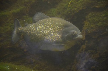 Akvaryumdaki tropikal balıklar, Frankfurt am Main (Almanya)