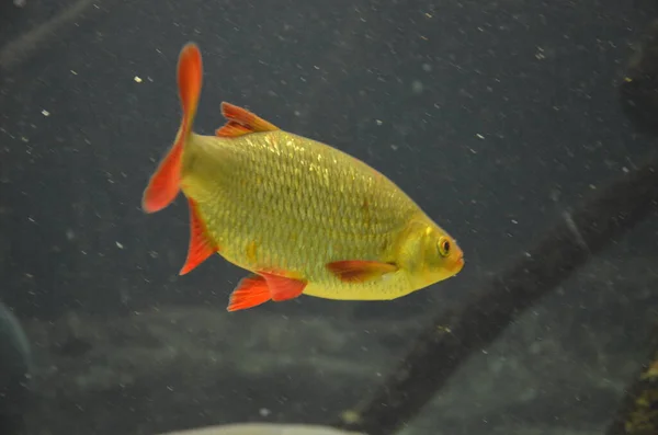 Tropische Vissen Het Aquarium Frankfurt Main Duitsland — Stockfoto