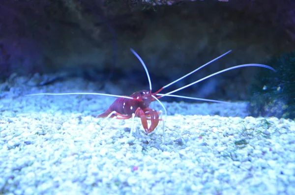 Horizontal Macro Shot Aquarium Small Cherry Shrimp Close — Stock Photo, Image