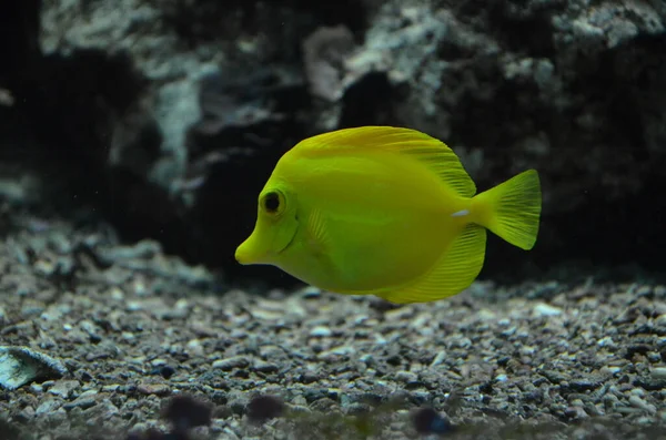 Peixes Tropicais Aquário Frankfurt Main Alemanha — Fotografia de Stock