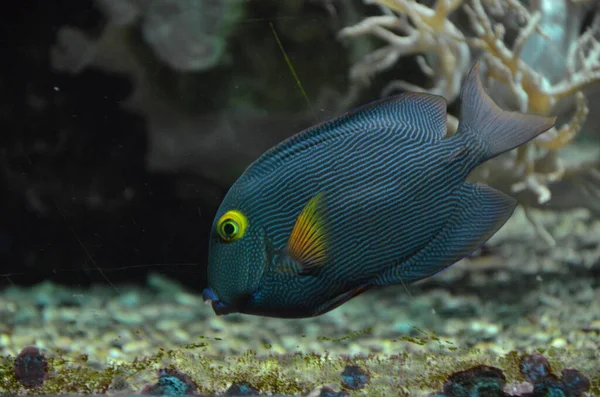 Ikan Tropis Akuarium Frankfurt Main Jerman — Stok Foto