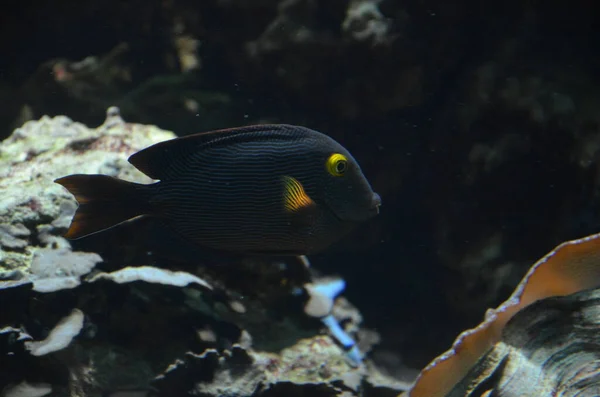 Peces Tropicales Acuario Frankfurt Main Alemania — Foto de Stock