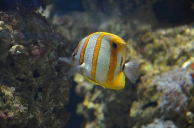 Akvaryumdaki tropikal balıklar, Frankfurt am Main (Almanya)