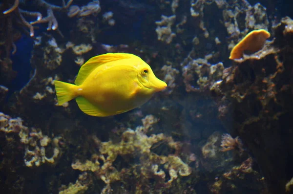 フランクフルト マイン水族館の熱帯魚 ドイツ — ストック写真