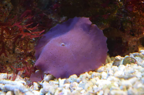 Colorful See Anemone Frankfurt Zoo — Stock Photo, Image