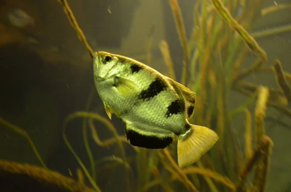 Tropische Vissen Het Aquarium Frankfurt Main Duitsland — Stockfoto