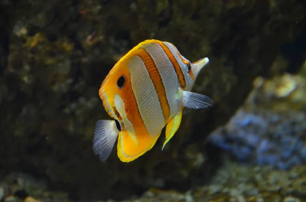 Peces Tropicales Acuario Frankfurt Main Alemania — Foto de Stock