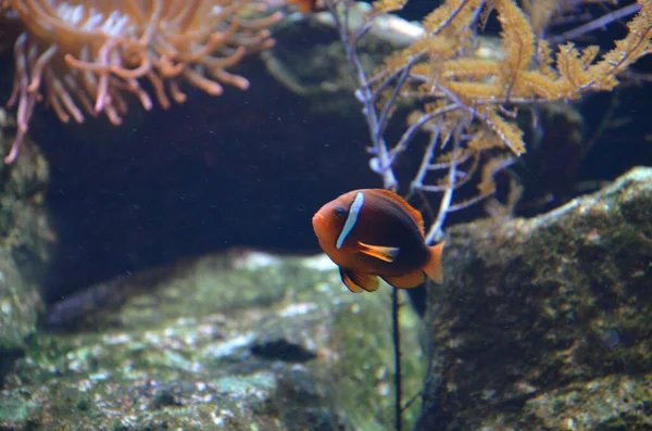 Peces Tropicales Acuario Frankfurt Main Alemania — Foto de Stock