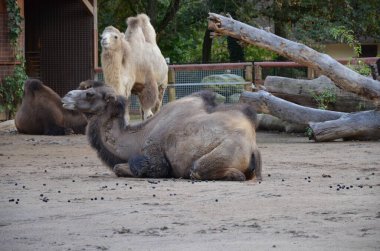 Hayvanat bahçesinde güneş ışığı altında ağılda duran iki hörgüçlü devenin yan görünüşü