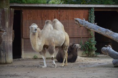 Hayvanat bahçesinde güneş ışığı altında ağılda duran iki hörgüçlü devenin yan görünüşü