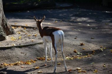 Dama ceylanı (Nanger dama) Frankfurt hayvanat bahçesinde