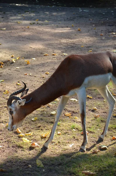 Dama Gazelle Nanger Dama Frankfurt Zoo — Stock Photo, Image