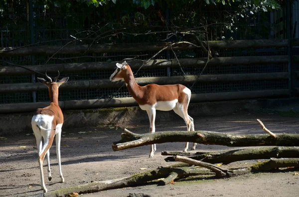 Dama Gazelle Nanger Dama Nello Zoo Francoforte — Foto Stock