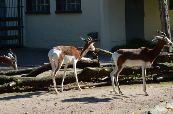 Dama Gazella Nanger Dama Frankfurti Állatkertben — Stock Fotó