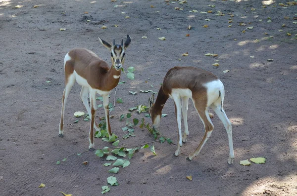 Dama Gazelle Nanger Dama Dans Zoo Francfort — Photo