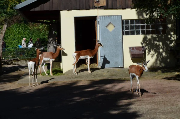 Dama Gazelle Nanger Dama Zoo Frankfurt — Stockfoto