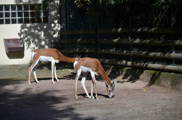 Dama Gazelle Nanger Dama Dans Zoo Francfort — Photo