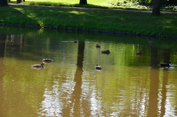 Staatspark Karlsaue Kassel Germany — Stok fotoğraf