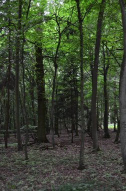 Stadtallendorf, Almanya 'daki orman.