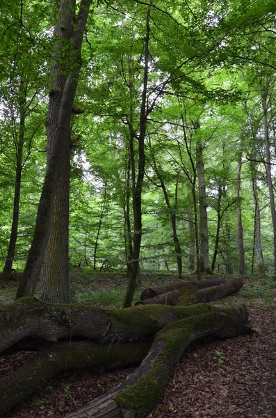 Dřevo Stadtallendorfu Německo — Stock fotografie