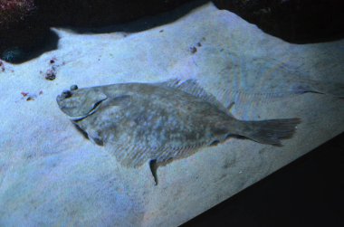 Güzel şekilli Flatfish veya flounders (Pleuronectidae)