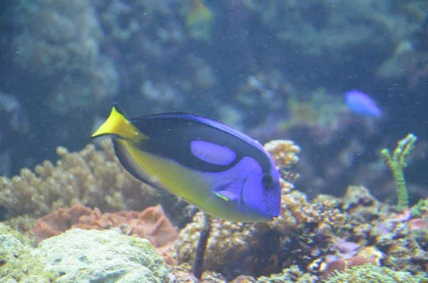 Tropische Fische Aquarium Berlin — Stockfoto