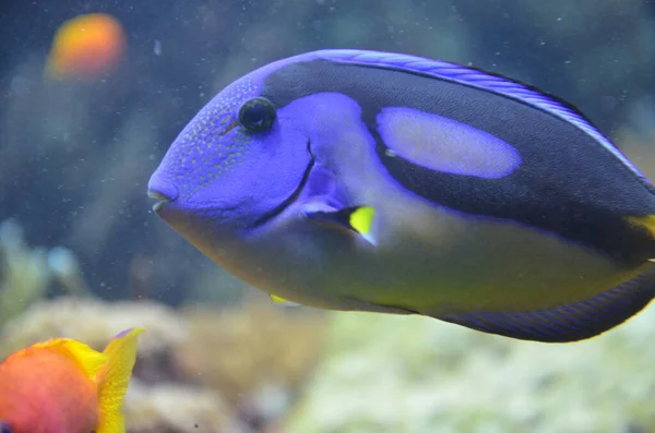 Tropische Fische Aquarium Berlin — Stockfoto