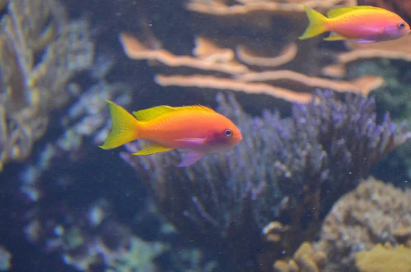 Peixes Tropicais Aquário Berlim — Fotografia de Stock