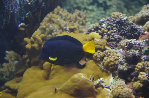 Tropische Vissen Aquarium Berlijn — Stockfoto