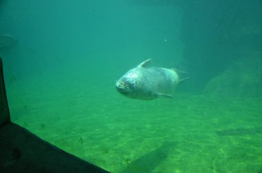 Frankfurt Hayvanat Bahçesinde Liman Mührü (Phoca vitulina)