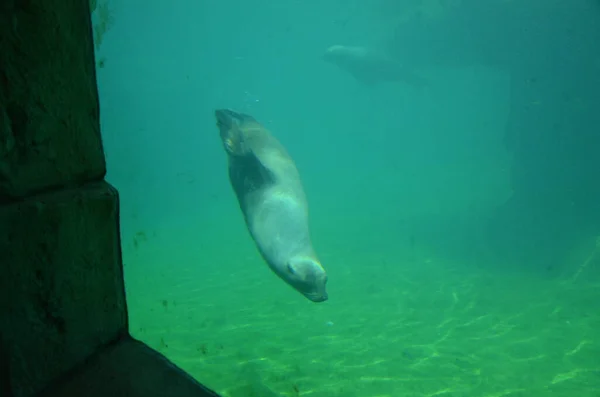 Phoque Commun Phoca Vitulina Dans Zoo Francfort — Photo