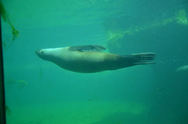 Harbor Seal Phoca Vitulina Frankfurt Zoo — Stock Photo, Image