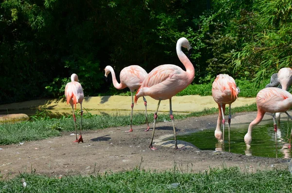 Schöne Gruppe Von Flamingos Mit Ihren Langen Hälsen — Stockfoto