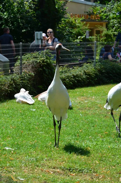 Grulla Nuca Blanca Grus Vipio Zoológico Frankfurt — Foto de Stock